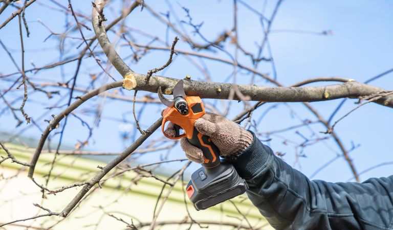 Baumpfleger bei der Arbeit am Baum